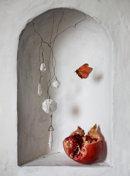 Photograph Lucia Loiso Moth on One Eyeland